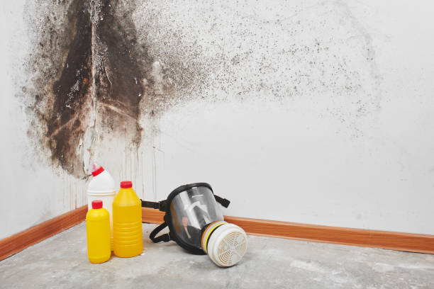 Best Home Mold Removal  in Valle Vista, CA