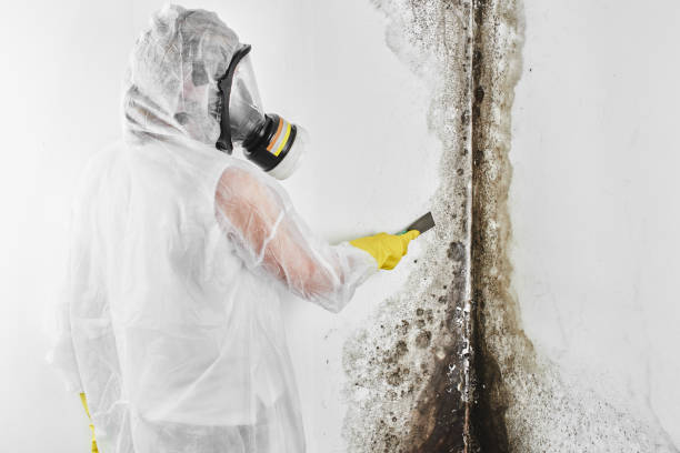 Best Home Mold Removal  in Valle Vista, CA