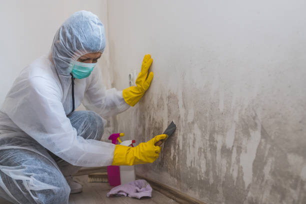 Best Mold Remediation Services  in Valle Vista, CA