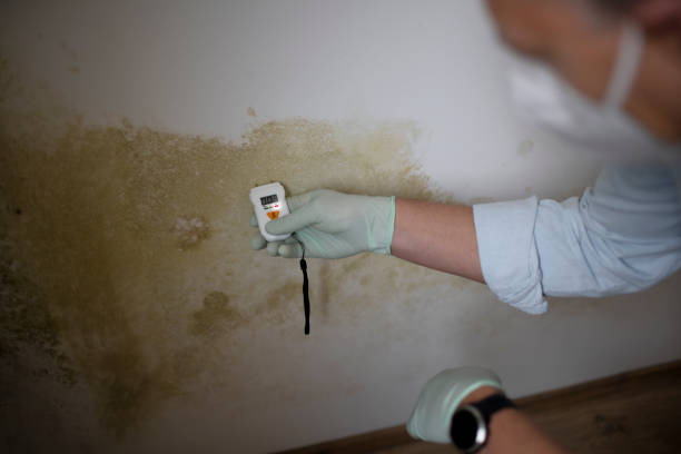 Best Same-Day Mold Removal  in Valle Vista, CA