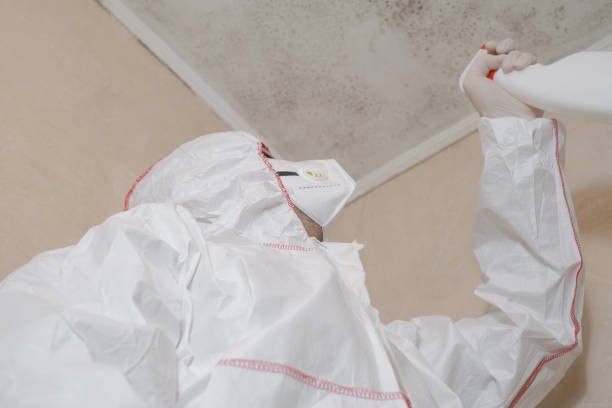 Best Same-Day Mold Removal  in Valle Vista, CA