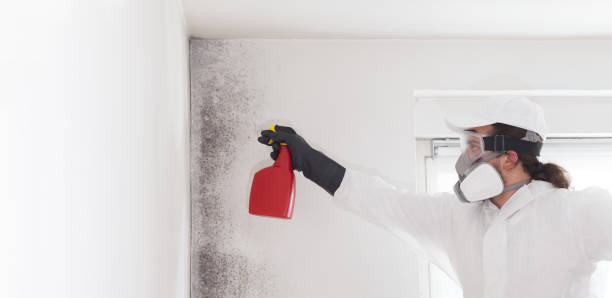 Best Emergency Mold Removal  in Valle Vista, CA