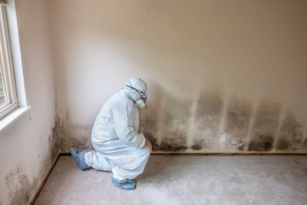Best Best Mold Removal Companies  in Valle Vista, CA