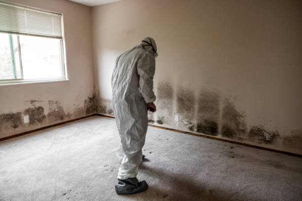 Best Mold Removal Company Near Me  in Valle Vista, CA