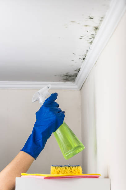 Best Best Mold Removal Companies  in Valle Vista, CA