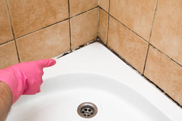 Best Fast Mold Removal  in Valle Vista, CA